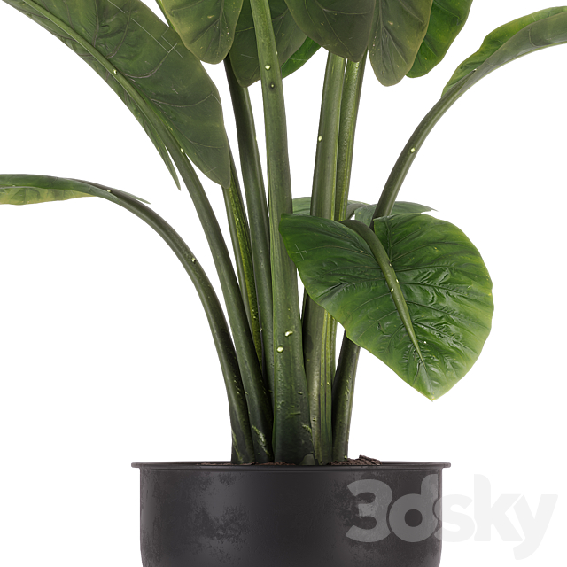 indoor plant set 36 3DS Max Model - thumbnail 6