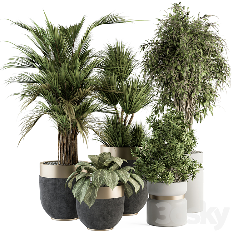 indoor Plant Set 362- Tree and Plant Set in Black and Gray pot 3DS Max Model - thumbnail 1