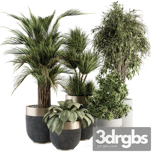 Indoor plant set 362- tree and plant set in black and gray pot - thumbnail 1