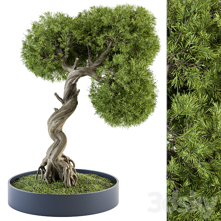 indoor Plant Set 368 – Bonsai Plant in pot 3DS Max Model - thumbnail 1