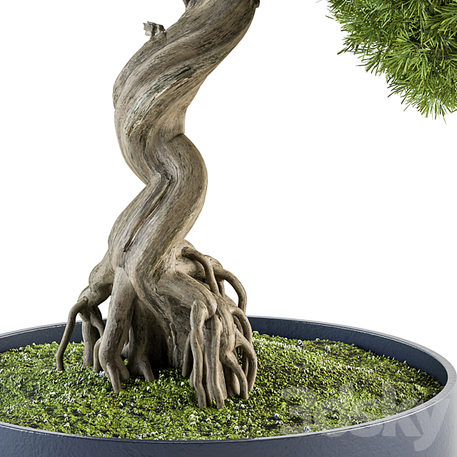 indoor Plant Set 368 – Bonsai Plant in pot 3DSMax File - thumbnail 3