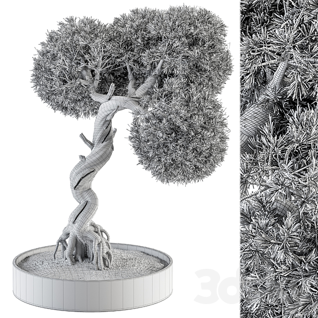 indoor Plant Set 368 – Bonsai Plant in pot 3DSMax File - thumbnail 4