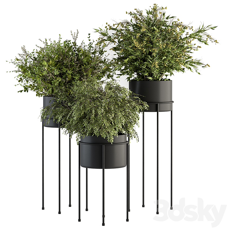 indoor Plant Set 371- Bush and Plant Set in Black stand 3DS Max Model - thumbnail 1