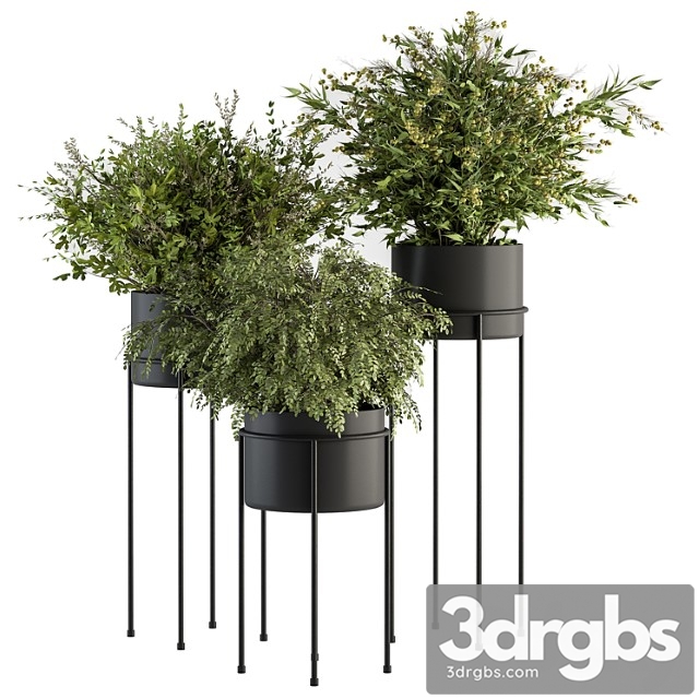 Indoor plant set 371- bush and plant set in black stand - thumbnail 1