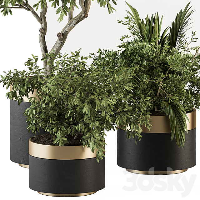 indoor Plant Set 373- Tree and Plant Set in pot 3DS Max Model - thumbnail 4