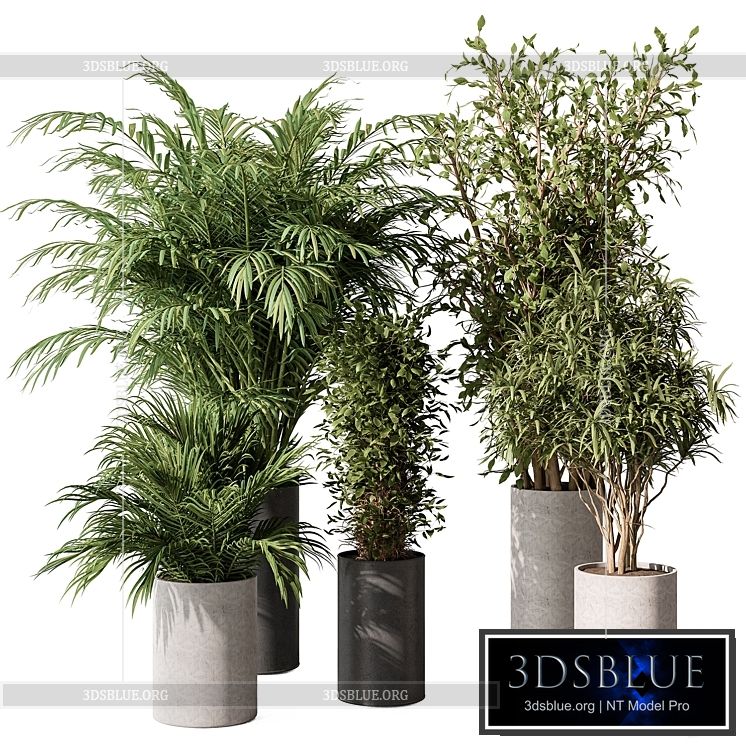 indoor Plant Set 386- Tree and Plant Set in pot 3DS Max - thumbnail 3