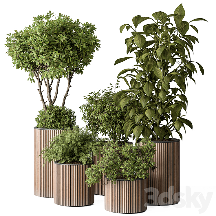 indoor Plant Set 388- Tree and Plant Set in pot 3DS Max Model - thumbnail 1