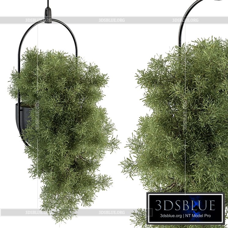 indoor Plant Set 396 – Hanging Plants 3DS Max - thumbnail 3