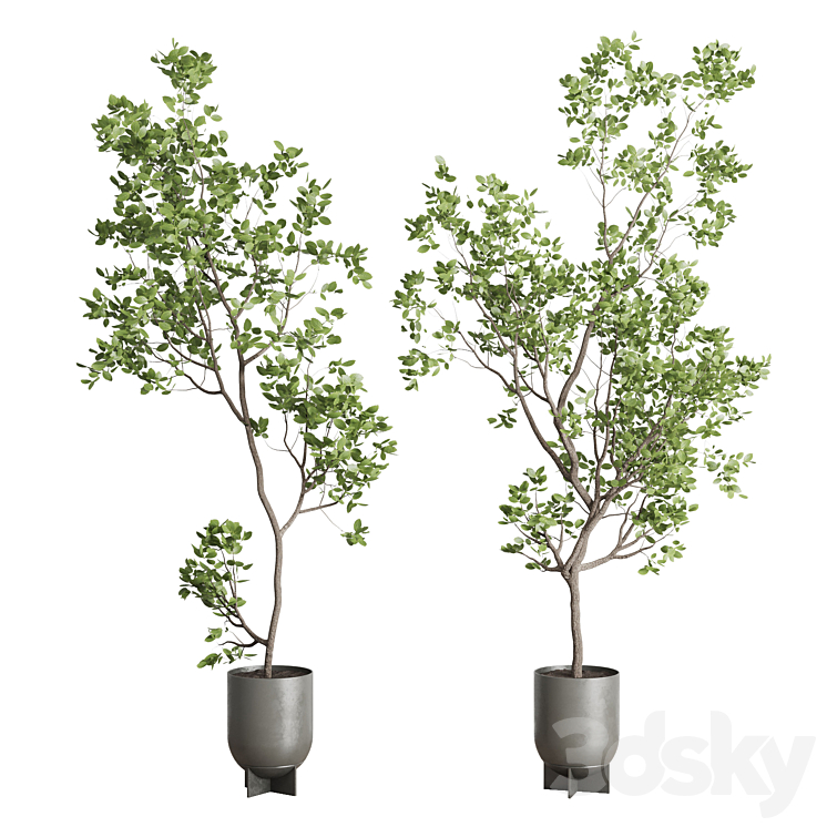 indoor plant set 397 pot tree in a concrete dirt vase 3DS Max Model - thumbnail 1