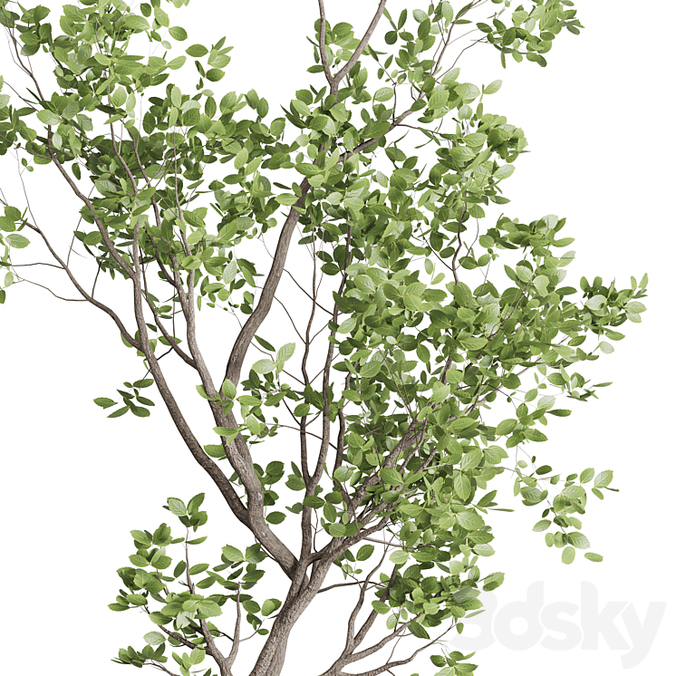 indoor plant set 397 pot tree in a concrete dirt vase 3DS Max Model - thumbnail 2