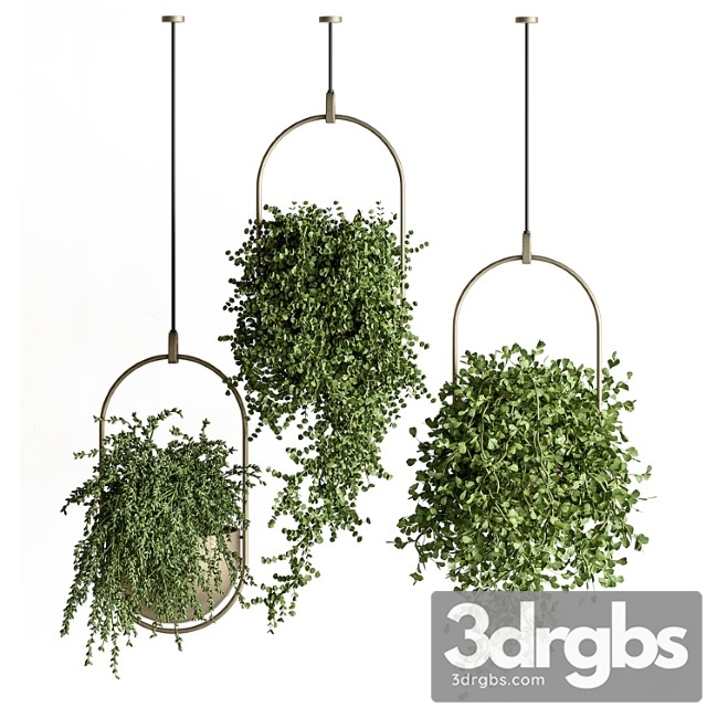 Indoor plant set 410 – hanging plants - thumbnail 1