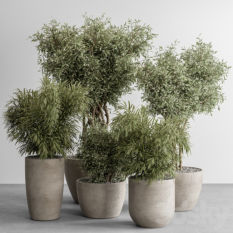 indoor Plant Set 417 – Tree and Bush 3DS Max Model - thumbnail 2