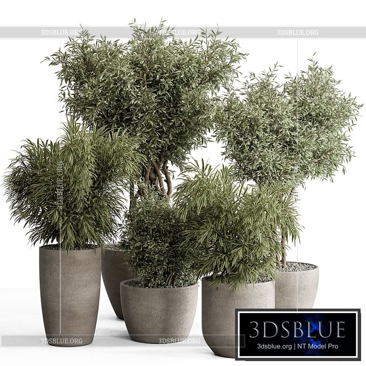 indoor Plant Set 417 – Tree and Bush 3DS Max - thumbnail 3