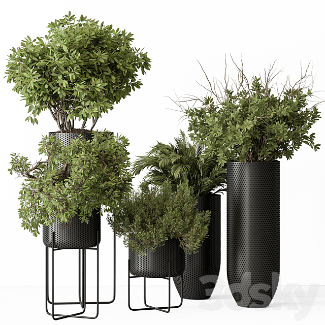 indoor Plant Set 427 – Tree and Bush 3ds Max - thumbnail 1