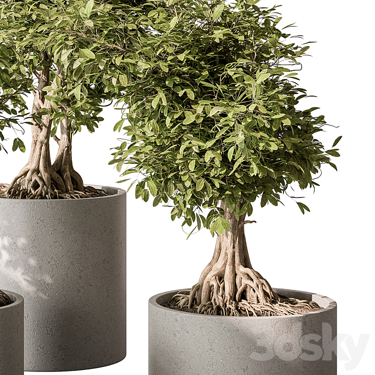 indoor Plant Set 440 – Bonsai 3DS Max Model - thumbnail 2