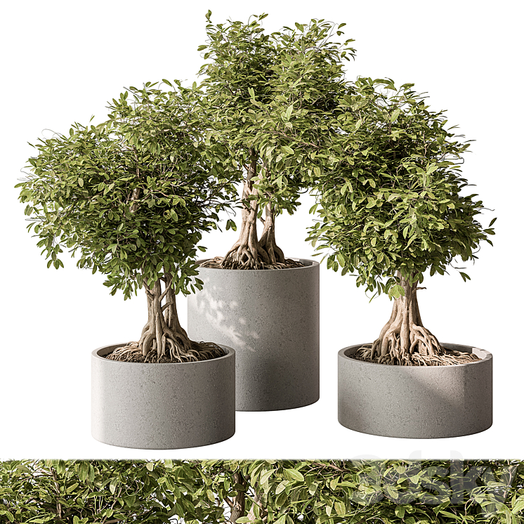 indoor Plant Set 440 – Bonsai 3DS Max Model - thumbnail 3