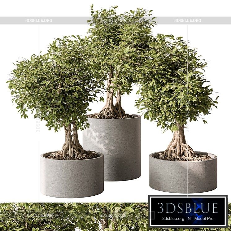 indoor Plant Set 440 – Bonsai 3DS Max - thumbnail 3