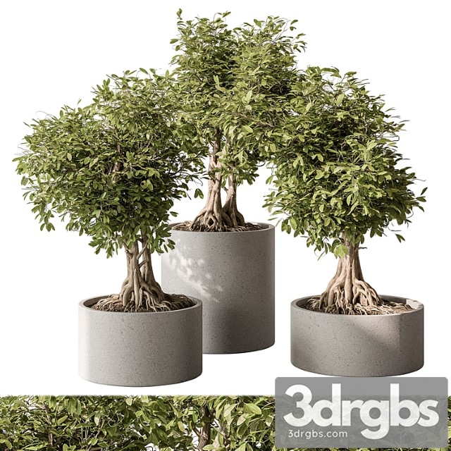 Indoor plant set 440 – bonsai - thumbnail 1