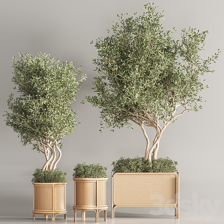 Indoor Plant Set 45 3DS Max Model - thumbnail 2