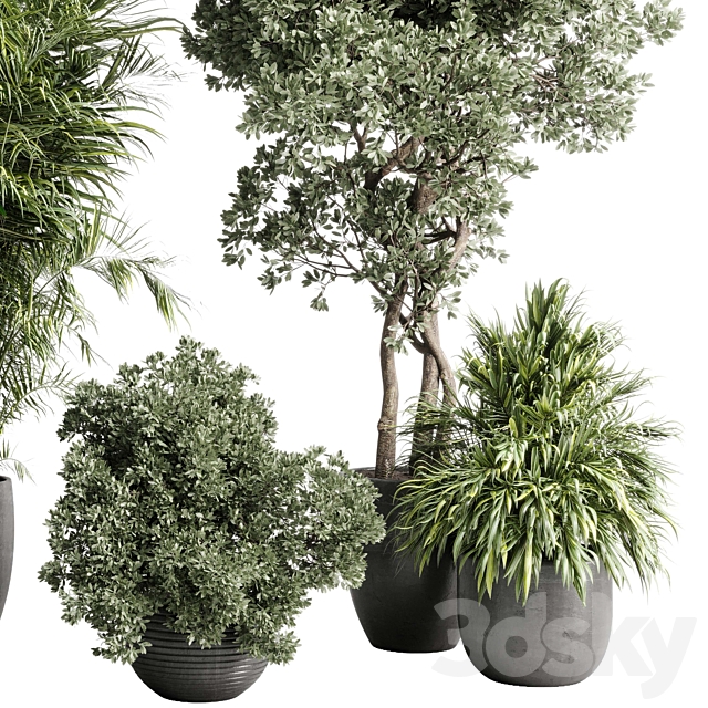 indoor plant set 452 plant bush monstera tree vase dirty concrete 3ds Max - thumbnail 3