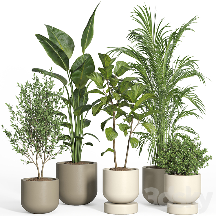 indoor plant set 47 3DS Max Model - thumbnail 1