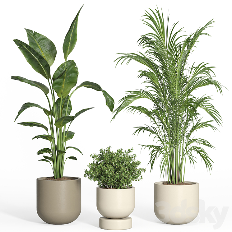 indoor plant set 47 3DS Max Model - thumbnail 2