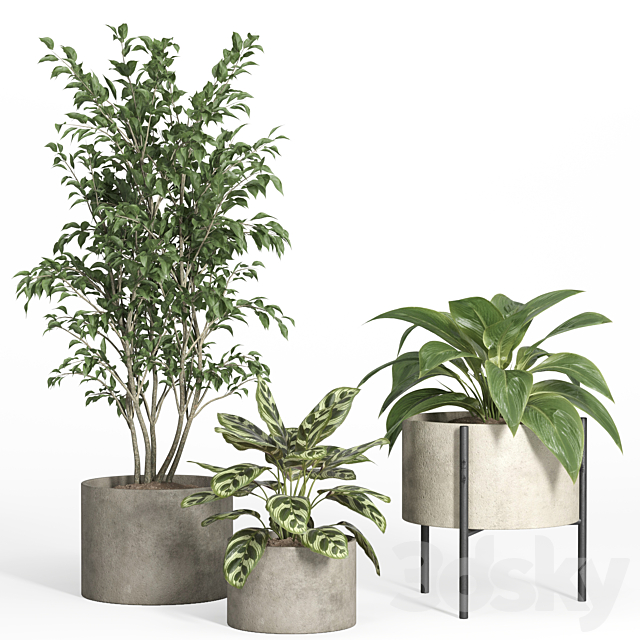 indoor plant set 52-concrete and metal pot 3ds Max - thumbnail 2