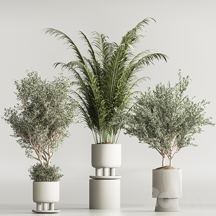 Indoor Plant Set 54(Corona) 3DS Max - thumbnail 2