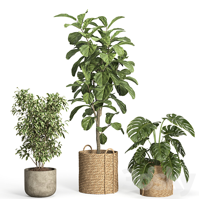 indoor plant set 55- rattan and concrete 3ds Max - thumbnail 3