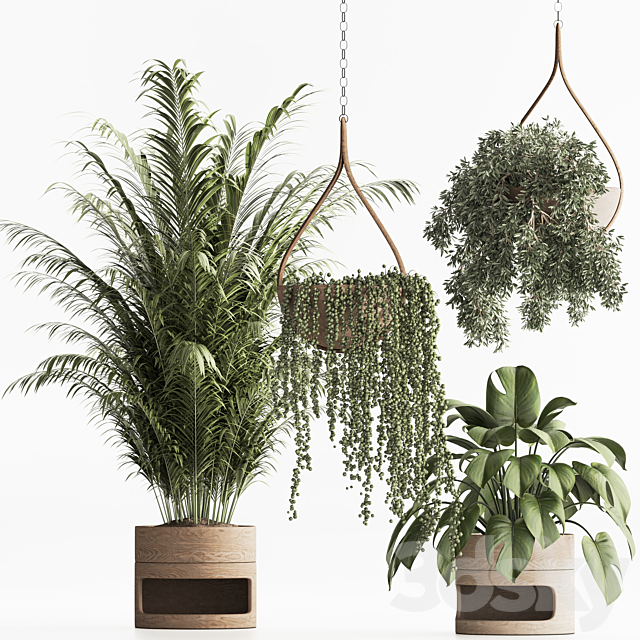 Indoor Plant Set 57 3DSMax File - thumbnail 2