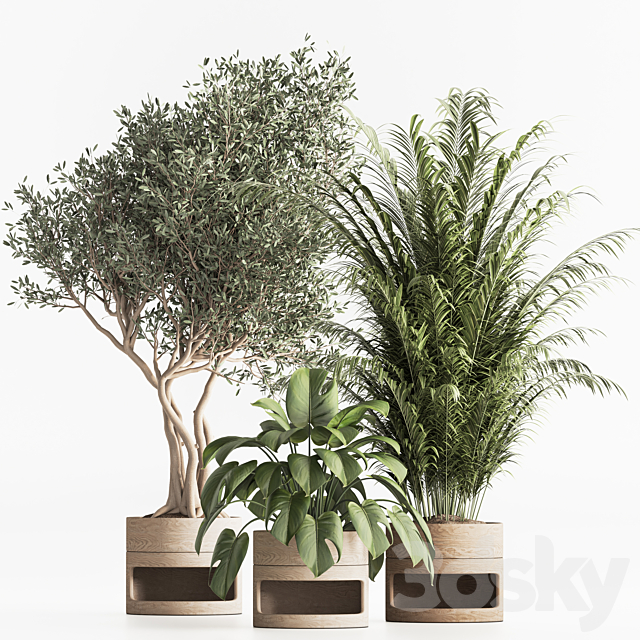 Indoor Plant Set 57 3DSMax File - thumbnail 3