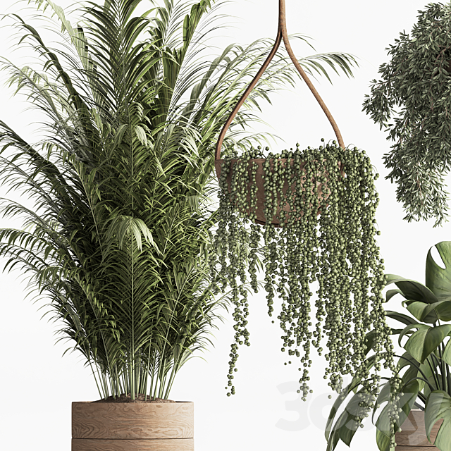 Indoor Plant Set 57 3DSMax File - thumbnail 4