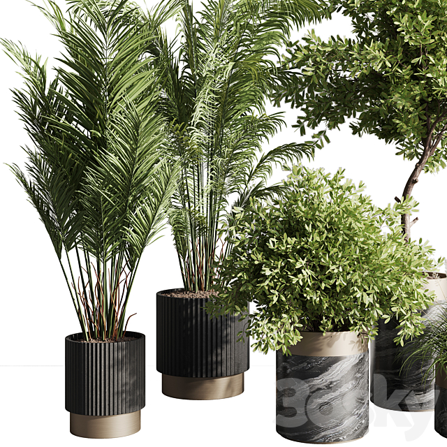 indoor plant set 57 3DSMax File - thumbnail 2