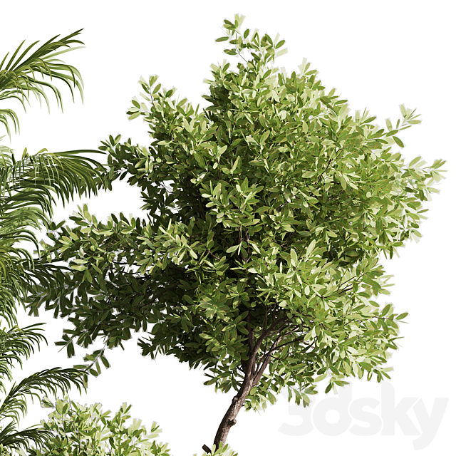 indoor plant set 57 3DSMax File - thumbnail 5