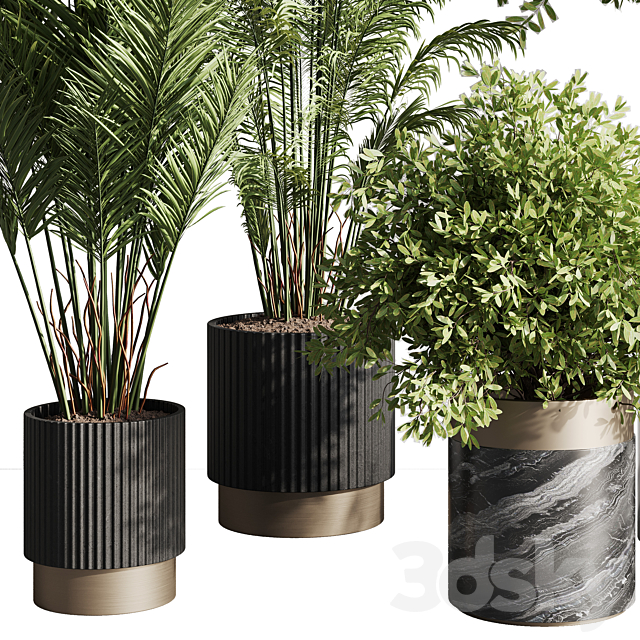 indoor plant set 57 3DSMax File - thumbnail 6