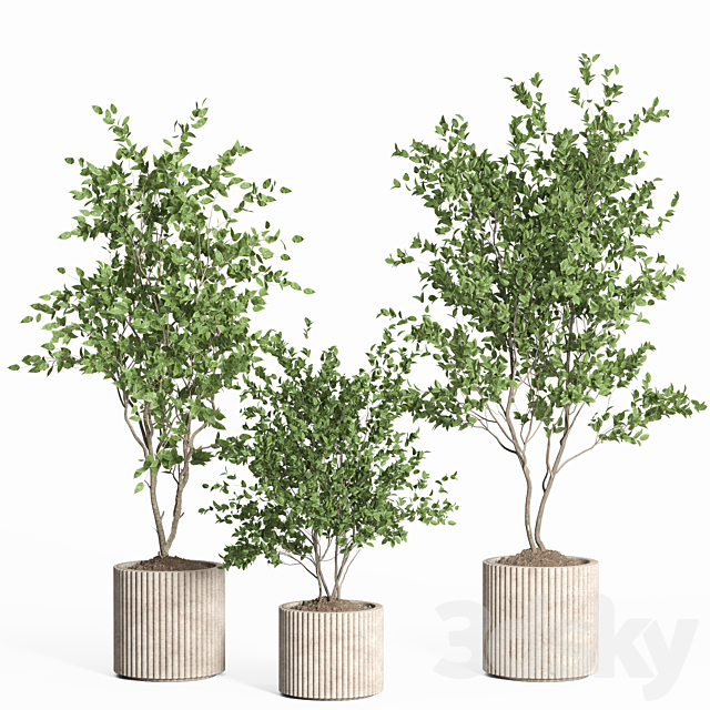 indoor plant set 59-Concrete pot 3ds Max - thumbnail 2