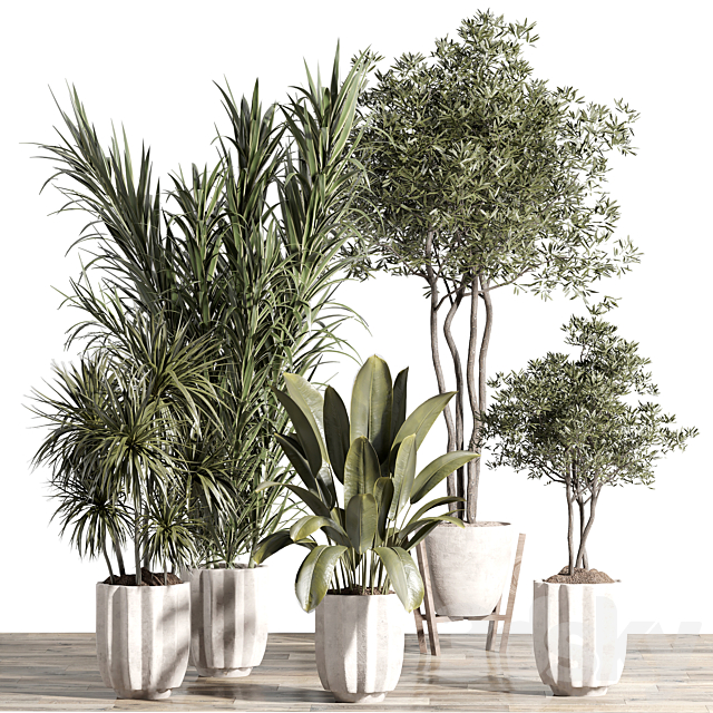 indoor plant – set 60 3DS Max Model - thumbnail 3