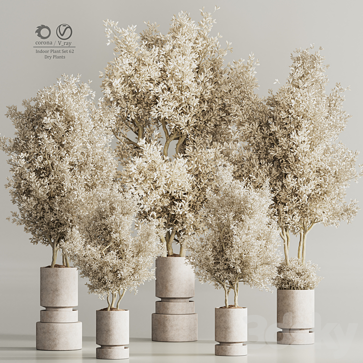 Indoor Plant Set 62 Dry Plants 3DS Max Model - thumbnail 1