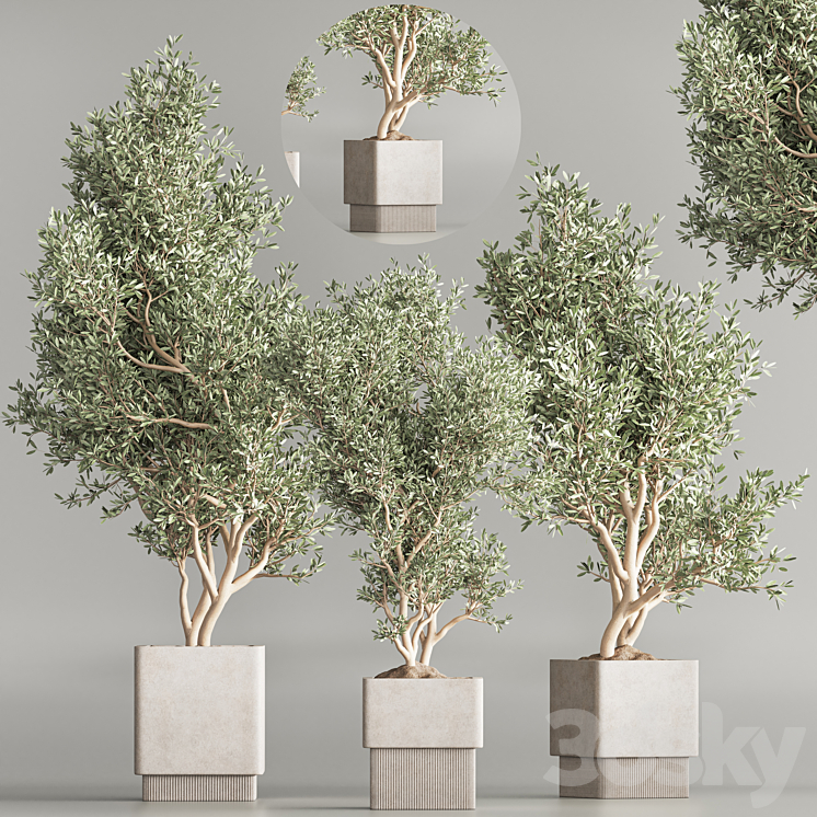 Indoor Plant Set 65 3DS Max Model - thumbnail 2