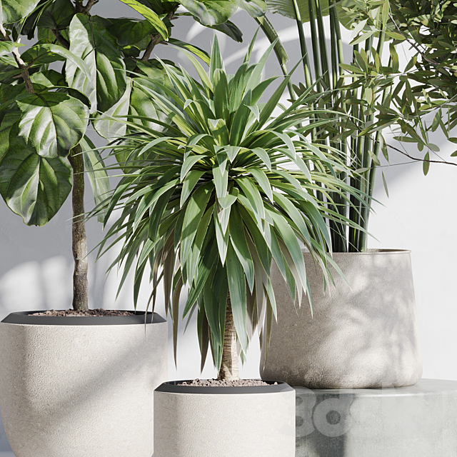 indoor plant set 66 3DS Max Model - thumbnail 3