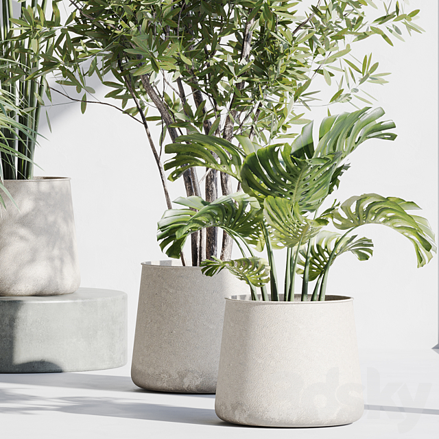 indoor plant set 66 3DS Max Model - thumbnail 6