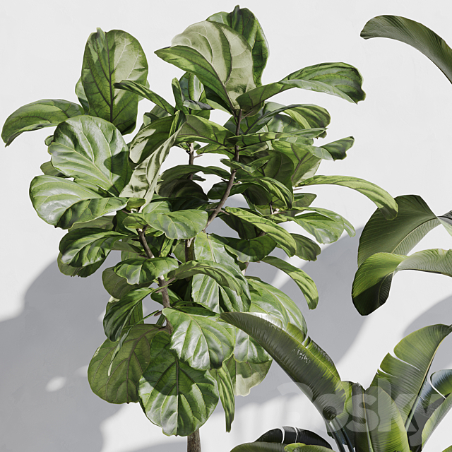 indoor plant set 67 3DS Max Model - thumbnail 2