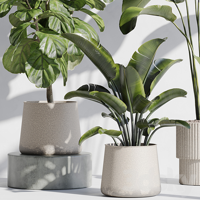 indoor plant set 67 3DS Max Model - thumbnail 3