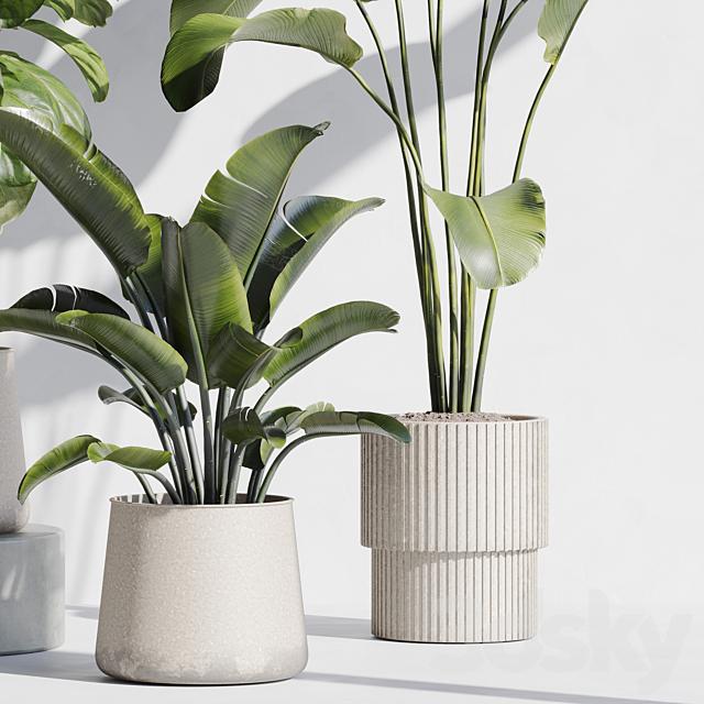 indoor plant set 67 3DS Max Model - thumbnail 5