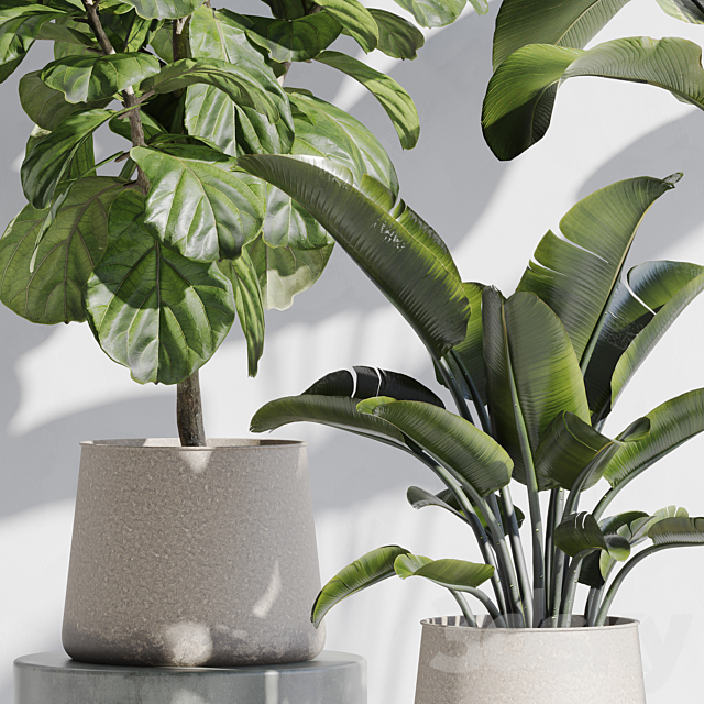 indoor plant set 67 3DS Max Model - thumbnail 6