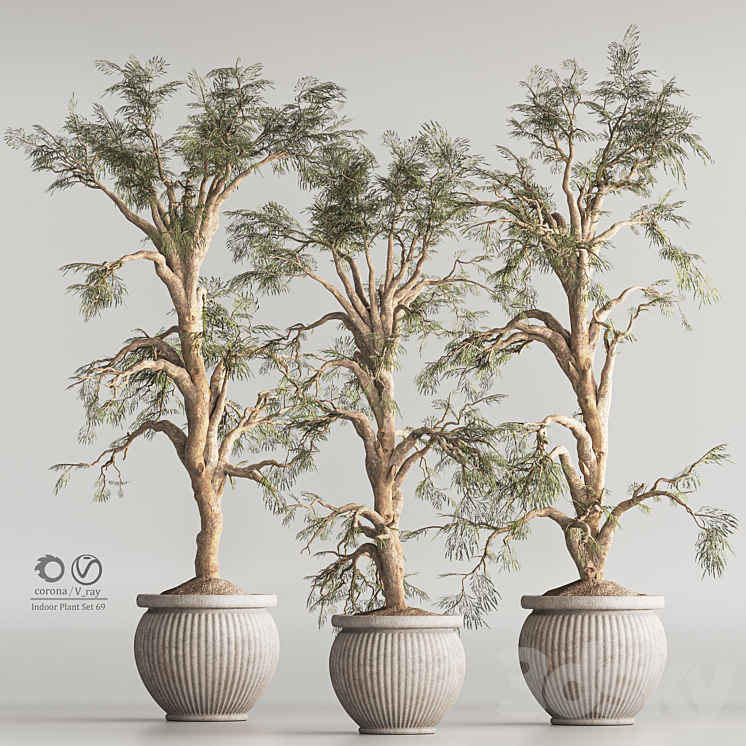 Indoor Plant Set 69 3DS Max Model - thumbnail 1