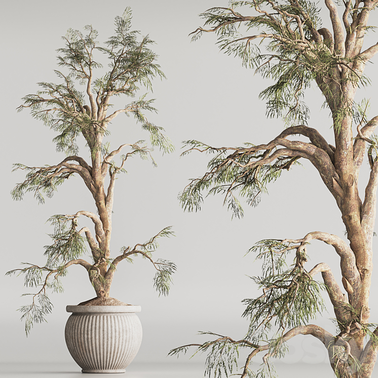 Indoor Plant Set 69 3DS Max Model - thumbnail 2