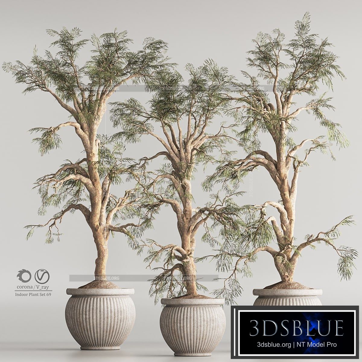 Indoor Plant Set 69 3DS Max - thumbnail 3