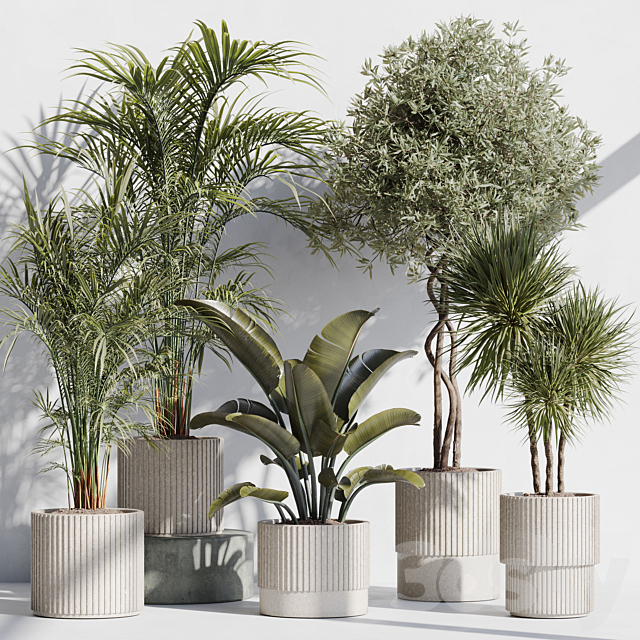 indoor plant set 69 3ds Max - thumbnail 1