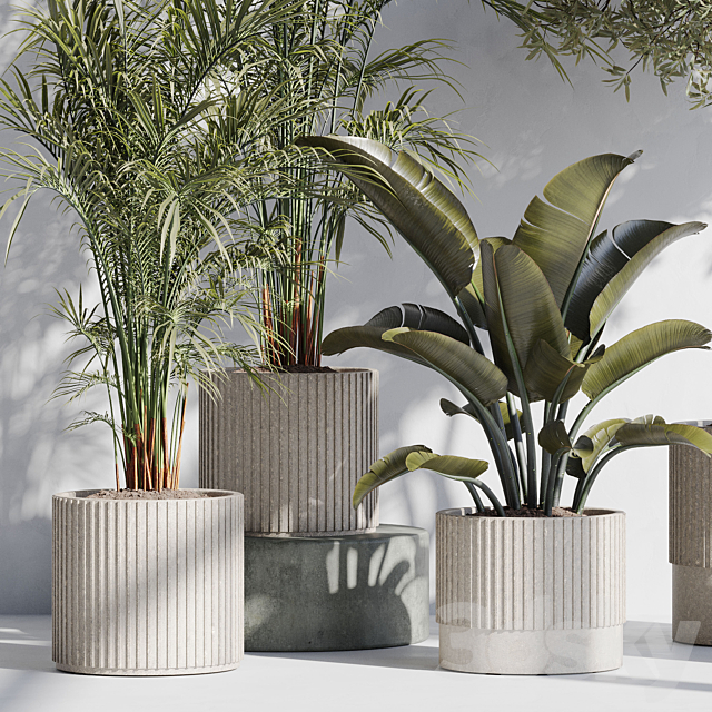 indoor plant set 69 3ds Max - thumbnail 3